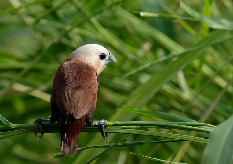 a brown and white bird sitting on top of a tree branch, hurufiyya, of bamboo, portrait mode photo, garnet, high res photo