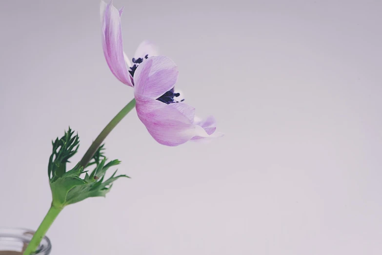 a close up of a flower in a vase, romanticism, on grey background, anemone, half body photo