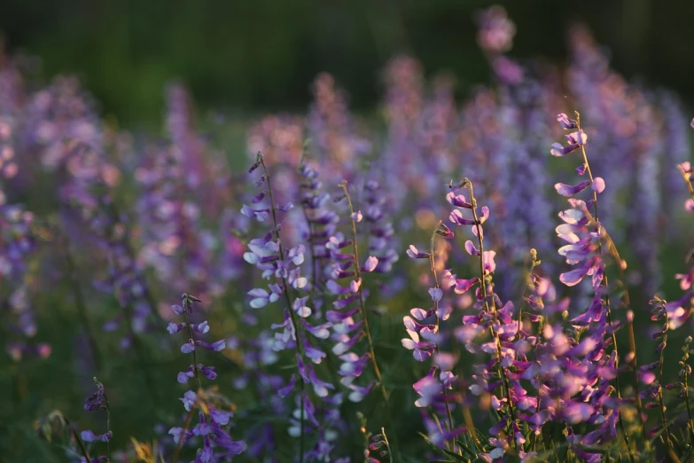 a field full of purple and white flowers, a picture, by Anato Finnstark, unsplash, dappled in evening light, bells, northern finland, soft light 4 k in pink