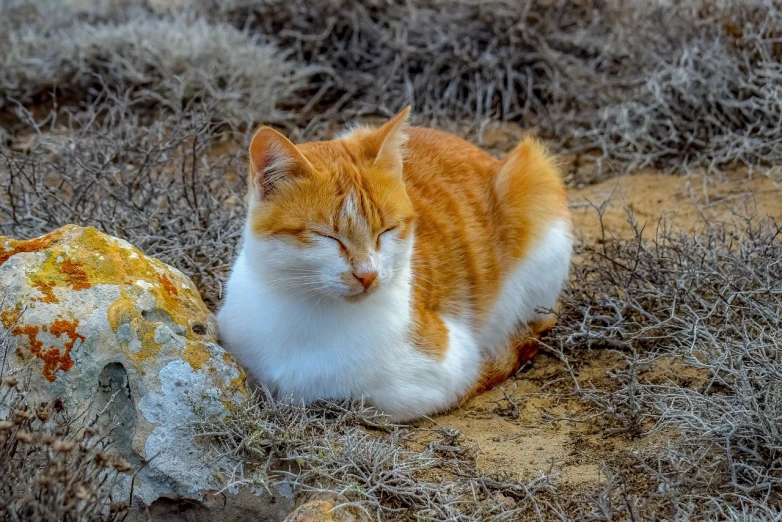 an orange and white cat laying next to a rock, a portrait, by Arnie Swekel, flickr, in the steppe, full of golden layers, photo taken in 2 0 2 0, near the seashore