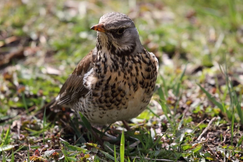 a bird that is standing in the grass, by Dave Allsop, flickr, happening, immature, resting on a tough day, speckled, full faced