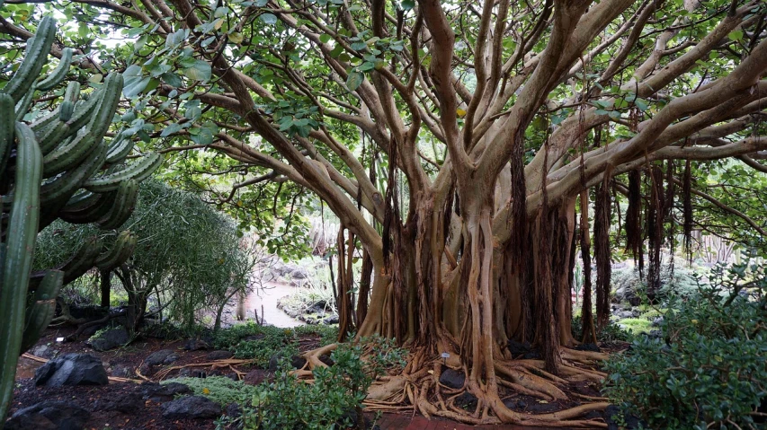 a group of trees that are next to each other, by Hyman Bloom, hobbit monastery on hawaii, roots and thorns, magnolia big leaves and stems, hd wallpaper