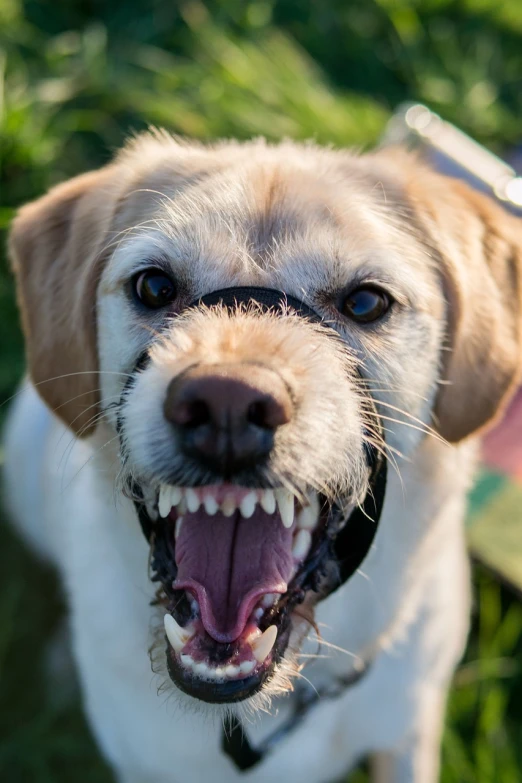 a close up of a dog with its mouth open, a picture, by Adam Marczyński, shutterstock, square, violence, white labrador retriever face, sharp fangs and tusks