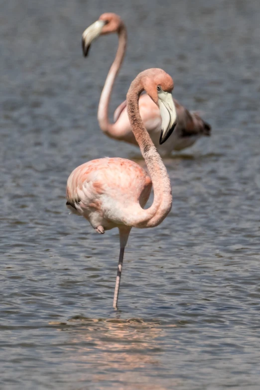 a couple of flamingos standing in a body of water, a portrait, by Hans Werner Schmidt, flickr, standing on two legs, photo taken in 2018, battered, full - body - front - shot