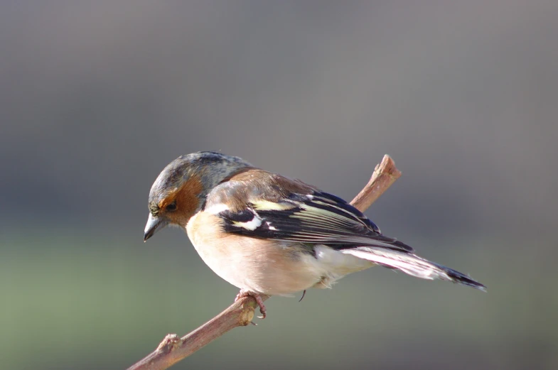 a small bird sitting on top of a tree branch, by Dave Allsop, flickr, baroque, in a fighting stance, a fat, tea, archive photo