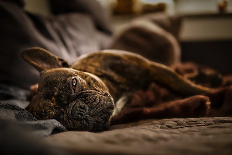a close up of a dog laying on a bed, by Matthias Weischer, pexels, photorealism, boxer, shallow depth of field hdr 8 k, end of the day, pepper