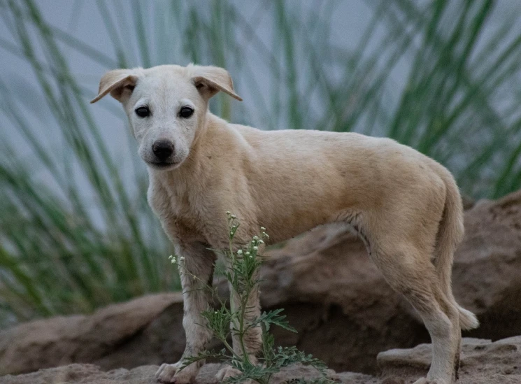 a white dog standing on top of a pile of dirt, unsplash, portrait of small, poor lighting, indian, very pretty model