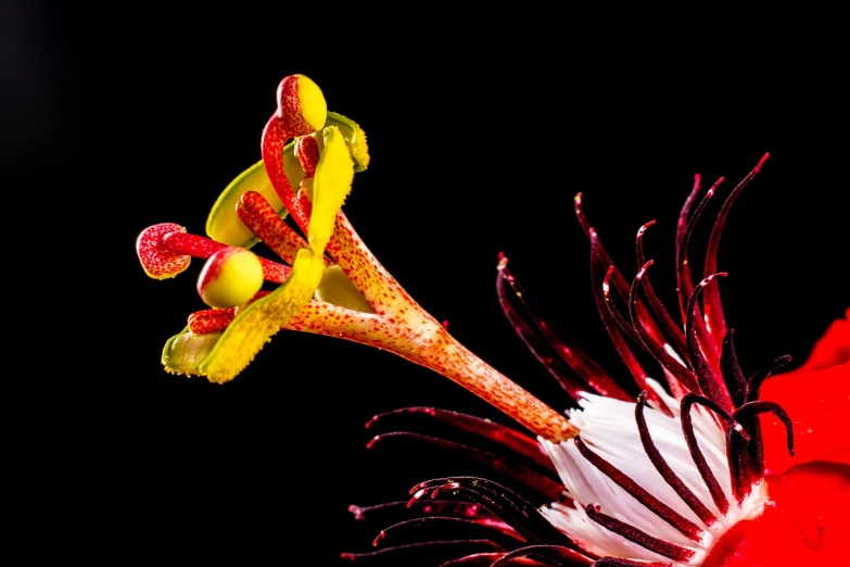 a close up of a flower on a black background, by Howard Butterworth, australian wildflowers, honeysuckle, bottlebrush, highly detailed product photo