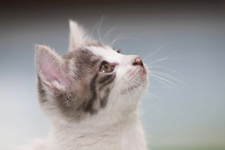 a close up of a cat looking up, a picture, by Julian Allen, shutterstock, miniature kitten, side profile cenetered portrait, wallpaper mobile, pale pointed ears