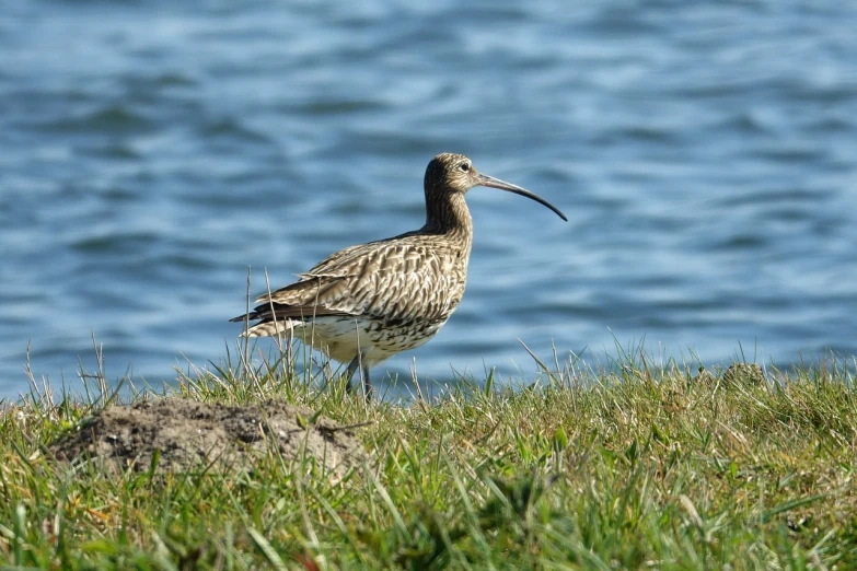 a bird that is standing in the grass, brockholes, shoreline, horn, full res