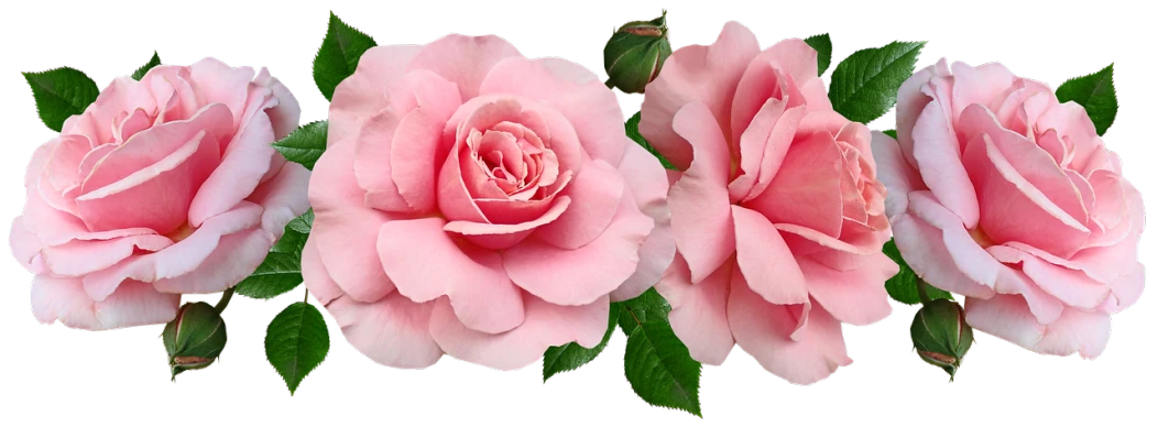 a group of pink roses with green leaves, a digital rendering, by Rhea Carmi, trending on pixabay, banner, twins, huge rose flower head, image split in half
