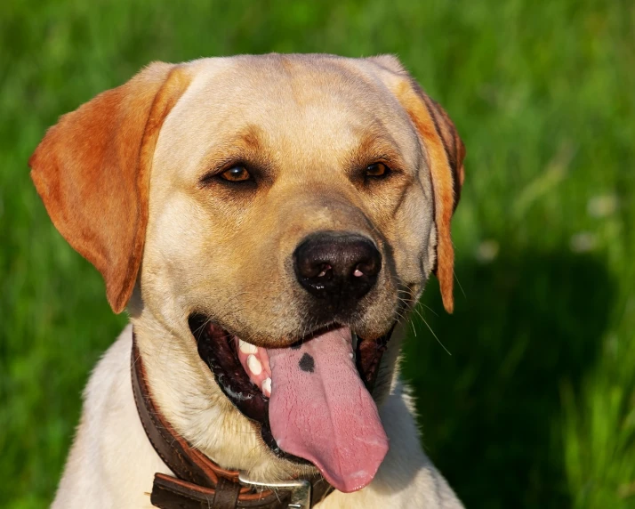 a close up of a dog with its tongue out, a picture, by Aleksander Gierymski, shutterstock, labrador, very sunny weather, a still of a happy, wearing collar