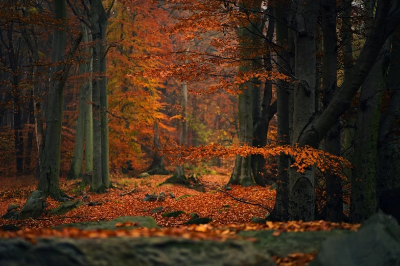a forest filled with lots of trees covered in orange leaves, a photo, by Jacob Kainen, deep colours. ”, depth of field”, dark woods in the background, dark oranges reds and yellows