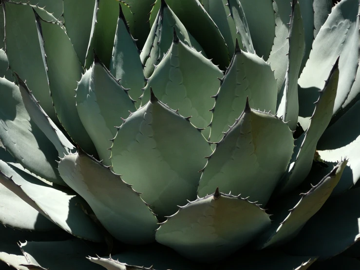 a close up of a large green plant, by Andrew Domachowski, mexican desert, very sharp and detailed photo, aztec, grayish