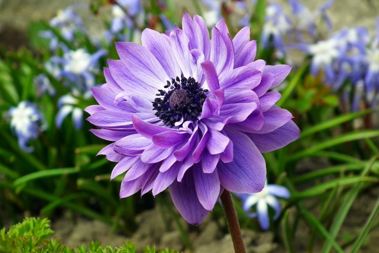 a close up of a purple flower with other flowers in the background, by Jim Nelson, flickr, anemone, beautifully symmetrical, e. h. beatrice blue, beautiful flower