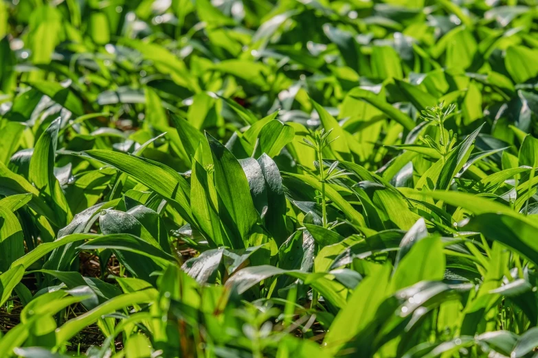 a close up of a field of green plants, a stock photo, ramps, warm spring, on a planet of lush foliage, very sharp photo