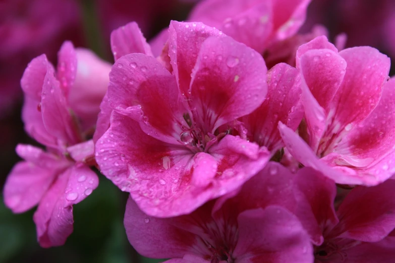 a close up of a bunch of pink flowers, a portrait, by Anna Haifisch, flickr, just after rain, wine, clean detail 4k, heavily ornamental