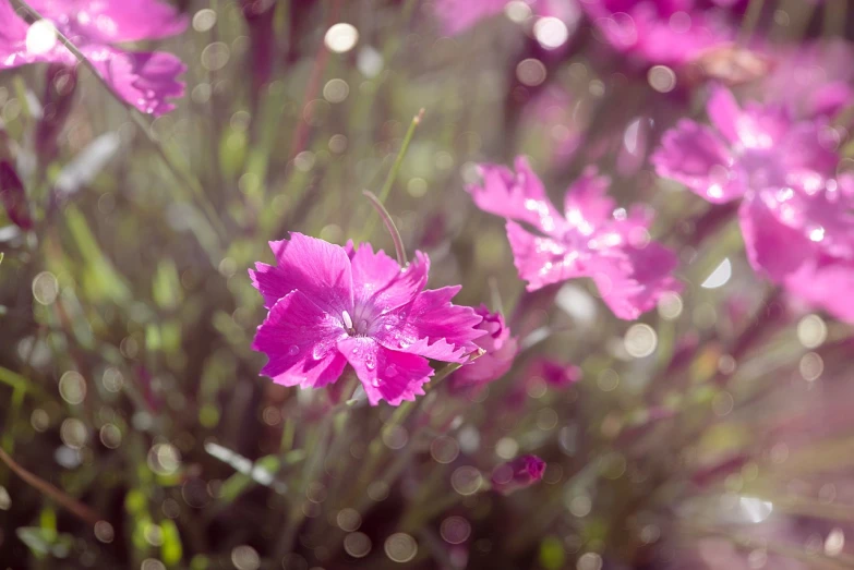 a bunch of pink flowers sitting on top of a lush green field, a portrait, romanticism, bokeh photo, glossy flecks of iridescence, carnation, flax