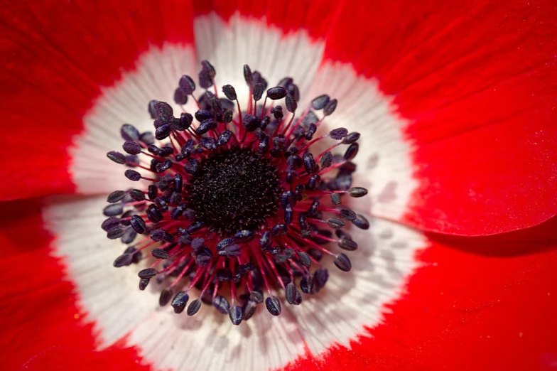 a close up of a red and white flower, by Jan Rustem, flickr, colors red white blue and black, anemones, overwhelming depth and detail, patriotic