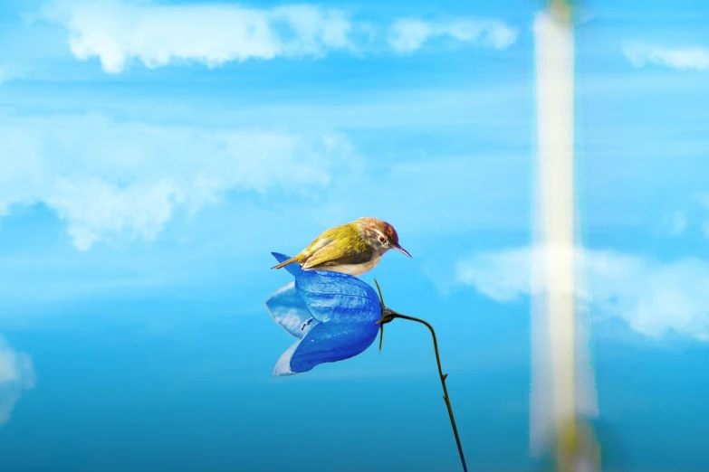 a bird sitting on top of a blue flower, a picture, by Sudip Roy, minimalism, sunny sky, beautiful composition 3 - d 4 k, iphone background, juan miro
