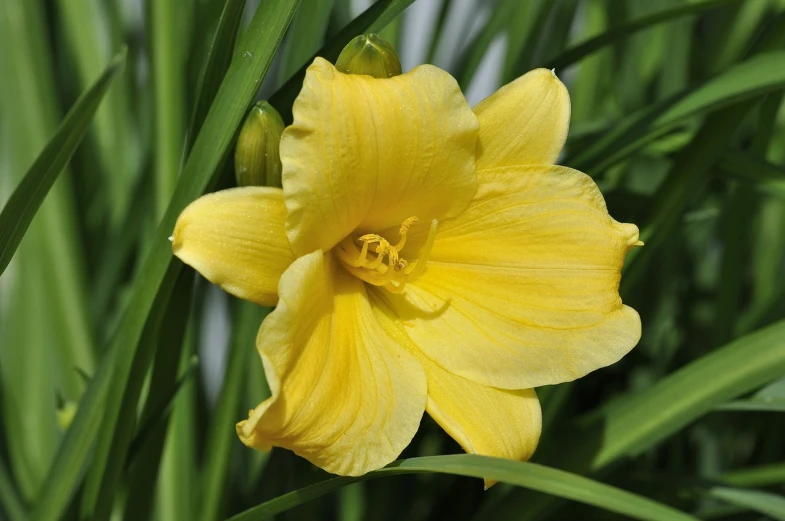 a close up of a yellow flower on a plant, by David Simpson, hurufiyya, lilies and daffodils, soft and fluffy, frill, flax