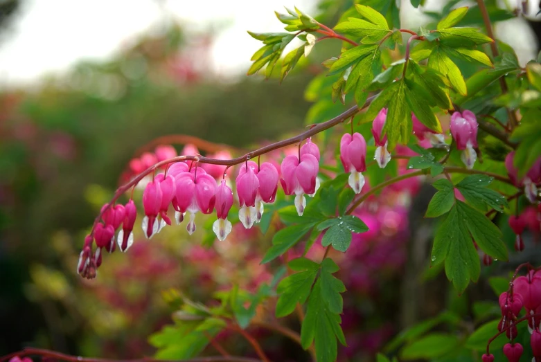 a close up of a plant with pink flowers, a picture, by Brenda Chamberlain, shutterstock, sōsaku hanga, many hearts, berries dripping, lush gardens hanging, red leaves
