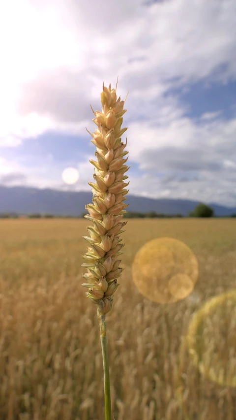 a tall stalk of wheat in a field, a digital rendering, by David Simpson, flickr, precisionism, anamorphic bokeh, utah, flower sepals forming helmet, scenary