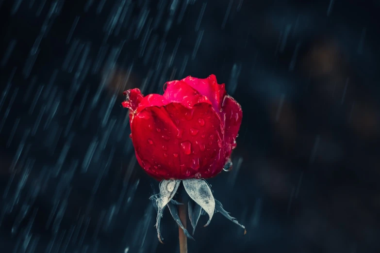 a single red rose in the rain, a picture, by Reuben Tam, romanticism, 4k uhd wallpaper, when kindness falls like rain, beautiful flower, intricately defined
