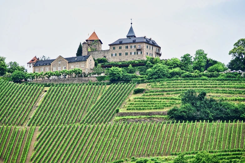 a castle sitting on top of a lush green hillside, by Otto Abt, an idyllic vineyard, overcast mood, fine professional photo, immaculate rows of crops