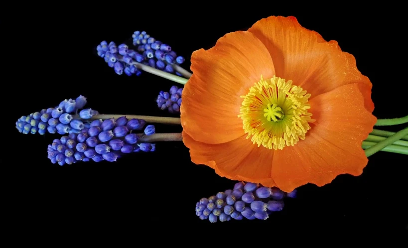 a close up of a flower on a black background, by Jan Rustem, flickr, orange and blue color scheme, persephone in spring, anemones, japanese flower arrangements