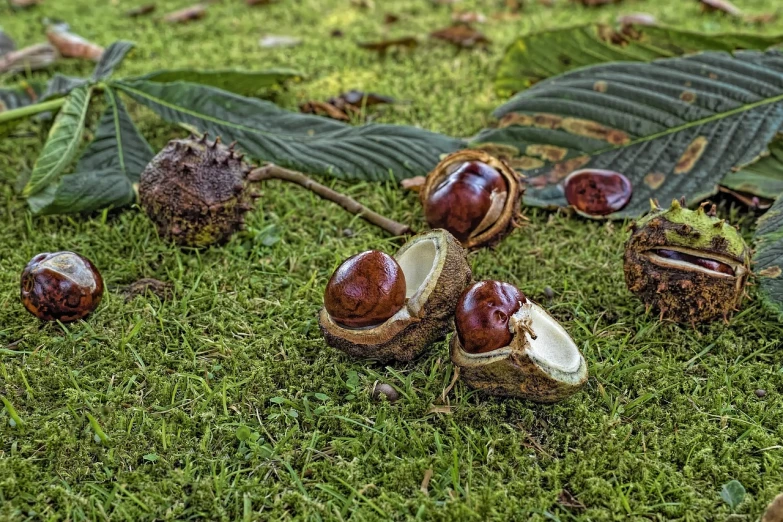 a group of nuts sitting on top of a lush green field, a still life, by Joan Ayling, pixabay, land art, avatar image, mangosteen, autumn leaves on the ground, award winning composition