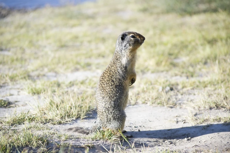 a ground squirrel standing on its hind legs, a photo, happening, in the steppe, looking outside, high res photo