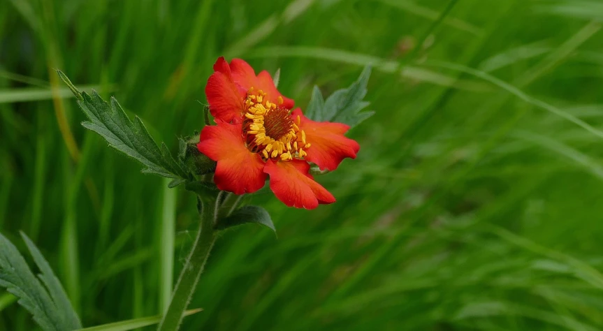 a red flower sitting on top of a lush green field, by Jan Rustem, flickr, orange blooming flowers garden, 2 0 0 mm telephoto, shaded, various posed