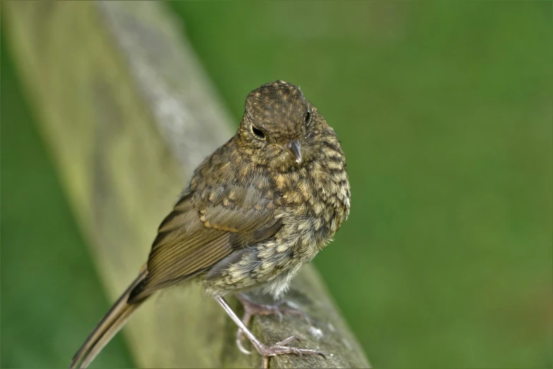 a small brown bird sitting on top of a wooden bench, by Dave Allsop, flickr, renaissance, young female, ringlet, maternal, battered