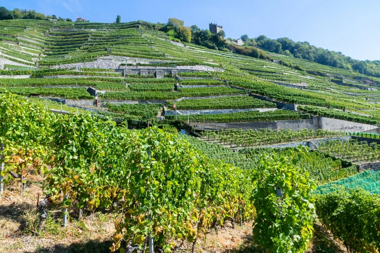 a bunch of vines that are growing on the side of a hill, a photo, by Johannes Martini, shutterstock, villages castles, ultra wide-shot, port, yummy
