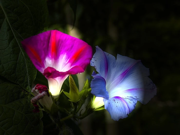 a close up of two flowers on a plant, by Jan Rustem, flickr, romanticism, morning glory flowers, glowing with colored light, lamps and flowers, beautiful flower
