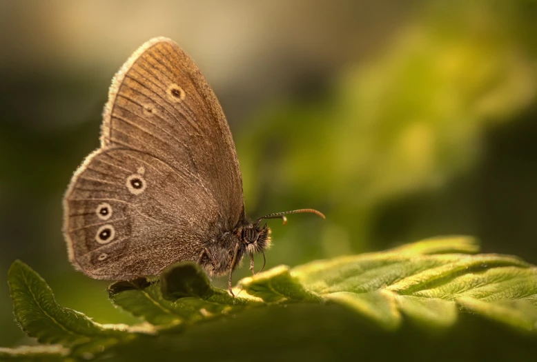a brown butterfly sitting on top of a green leaf, by Mathias Kollros, detailed light, ringlet, in a woodland glade, 2 4 mm iso 8 0 0
