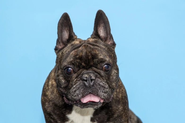 a close up of a dog on a blue background, a portrait, by Austin English, french bulldog, shot in the photo studio, full protrait, henri moore
