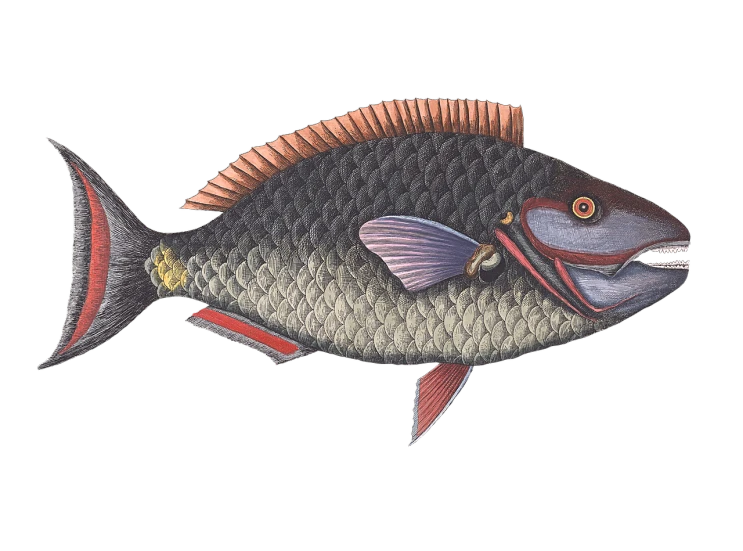 a close up of a fish on a black background, an illustration of, by Robert Brackman, peruvian looking, cel shaded, nubian, very large scales