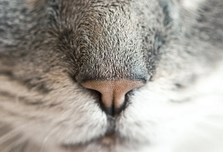 a close up of a cat's nose and nose, a macro photograph, bunny head, gray beard, with closed eyes, high res photo