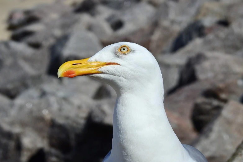 a close up of a seagull with rocks in the background, a portrait, by David Budd, closeup of the face, with a yellow beak, [ realistic photo ]!!, half - length photo