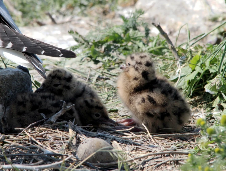 a couple of birds that are standing in the grass, flickr, happening, hatching, cliffside, large entirely-black eyes, dove