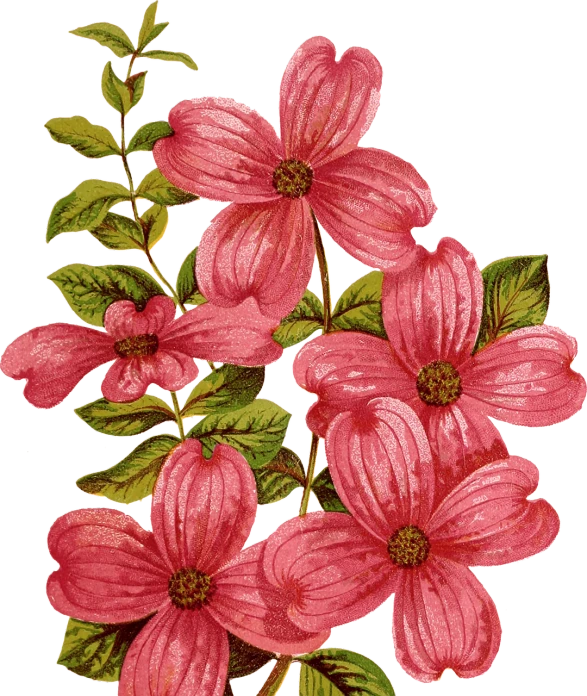 a painting of pink flowers on a black background, a digital rendering, inspired by Maria Sibylla Merian, graphic 4 5, clematis design, hi res, vintage - w 1 0 2 4