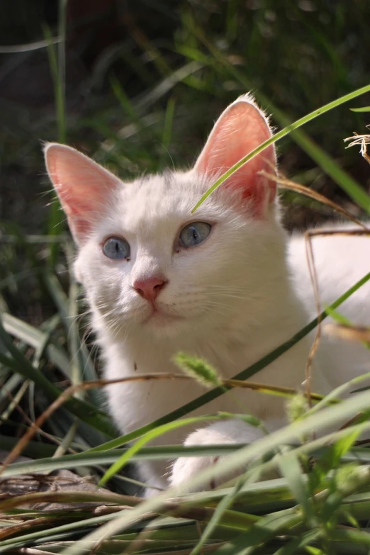 a white cat with blue eyes laying in the grass, a pastel, flickr, closeup photo, in the high grass, albino dwarf, with pointy ears