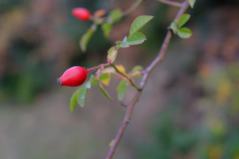 a close up of some red berries on a tree, a photo, photo of a rose, mid shot photo, macrophoto