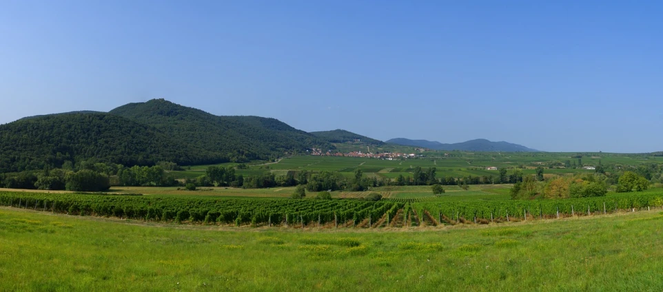 a lush green field with mountains in the background, by Juergen von Huendeberg, flickr, les nabis, clad in vines, munkácsy, panorama of crooked ancient city, cloicsonne