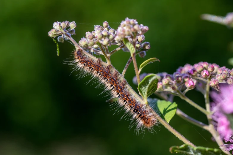 a close up of a flower with a cater on it, a macro photograph, the caterpillar, highly detailed image, broad brush, 2 0 2 2 photo