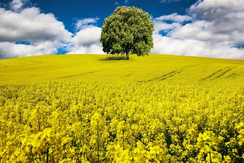 a lone tree in a field of yellow flowers, a stock photo, inspired by Phil Koch, shutterstock, england, 4 k photoshopped image, clemens ascher, full of golden layers