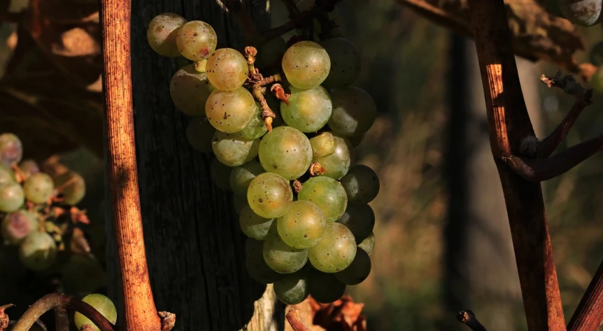 a bunch of green grapes hanging from a tree, by Dietmar Damerau, late afternoon lighting, vines and cracked wood, 1/1250s at f/2.8, closeup photo