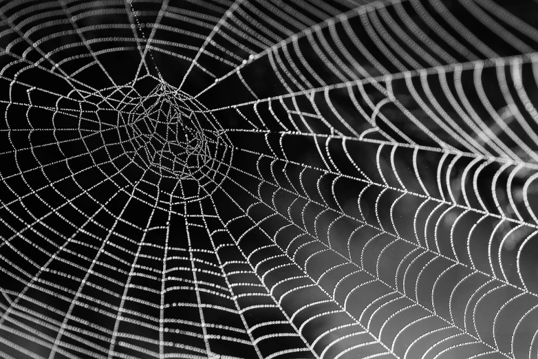 a black and white photo of a spider web, by Tom Carapic, pixabay, draped with water and spines, guilloche, geometrically realistic, shiny silver